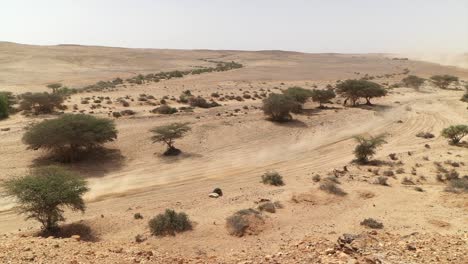 aerial view of acacia trees in a dry, sandy riverbed in the desert region of laayoune, morocco