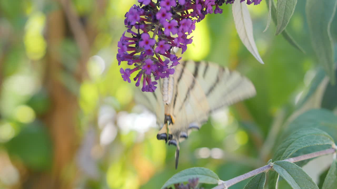 una mariposa bebiendo néctar en una flor, fondo borroso.
