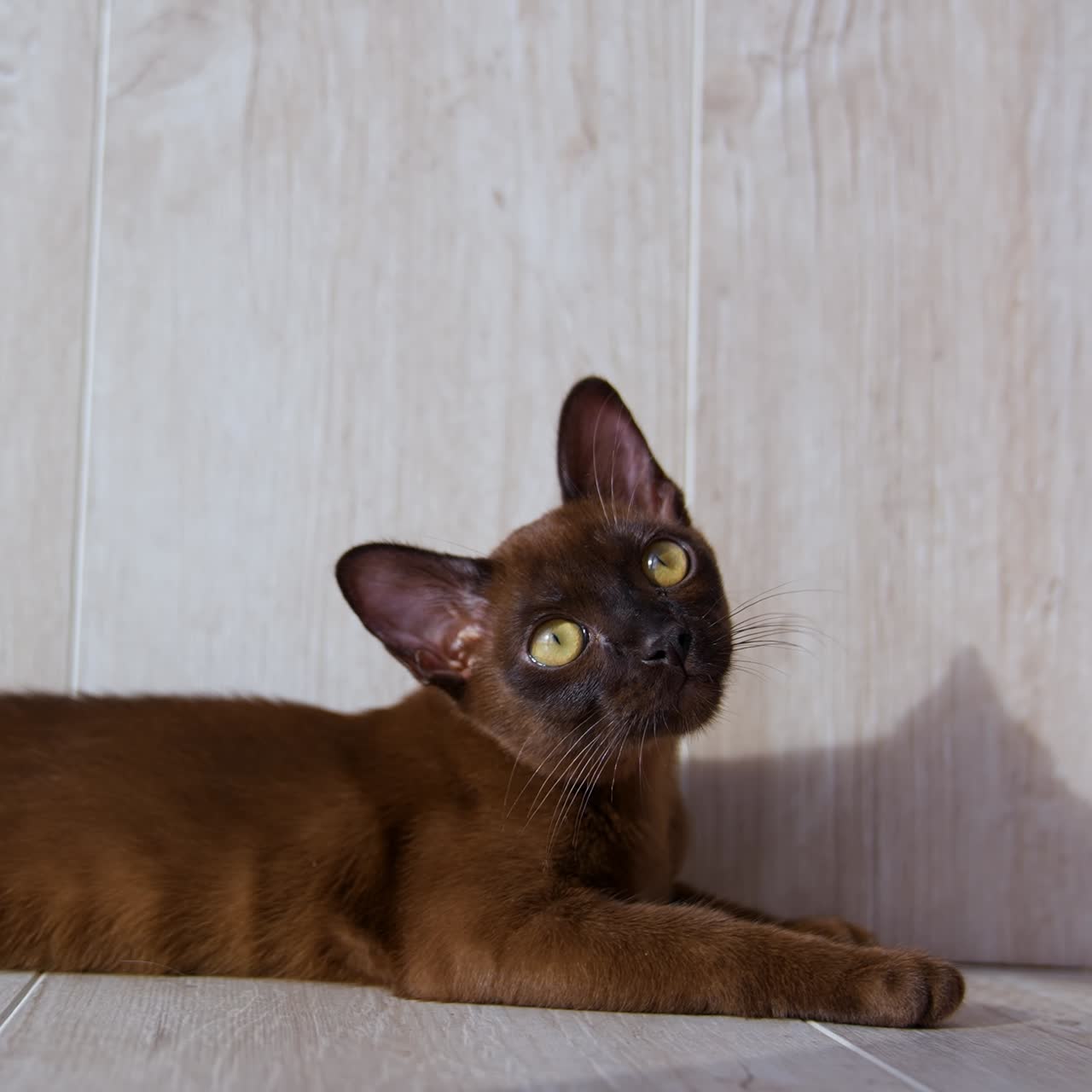 Piccolo gattino di razza sdraiato sul pavimento. Piccolo gatto burmese si riposa a casa e guarda ai lati. Animale domestico di razza si sta rilassando in casa