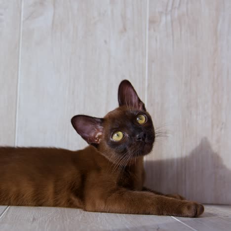 little pedigree kitten laying on a floor. small burmese cat rests at home and looking to the sides. purebred pet is relaxing indoors