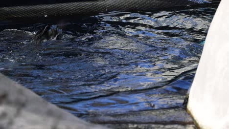 sea lion splashing in a zoo pool