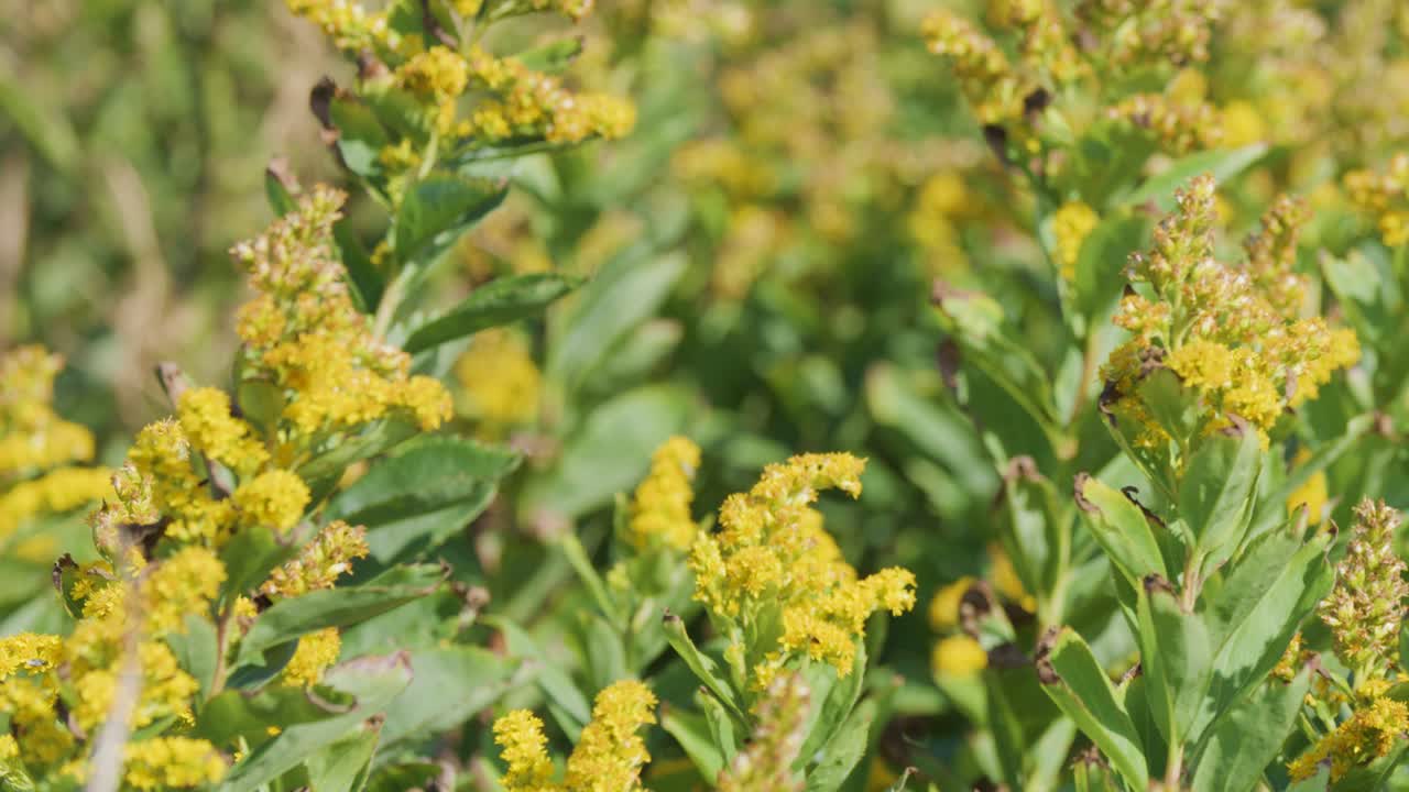 Close-up of yellow wildflowers gently moving in the wind under bright natural sunlight, with a soft focus background and steady camera framing