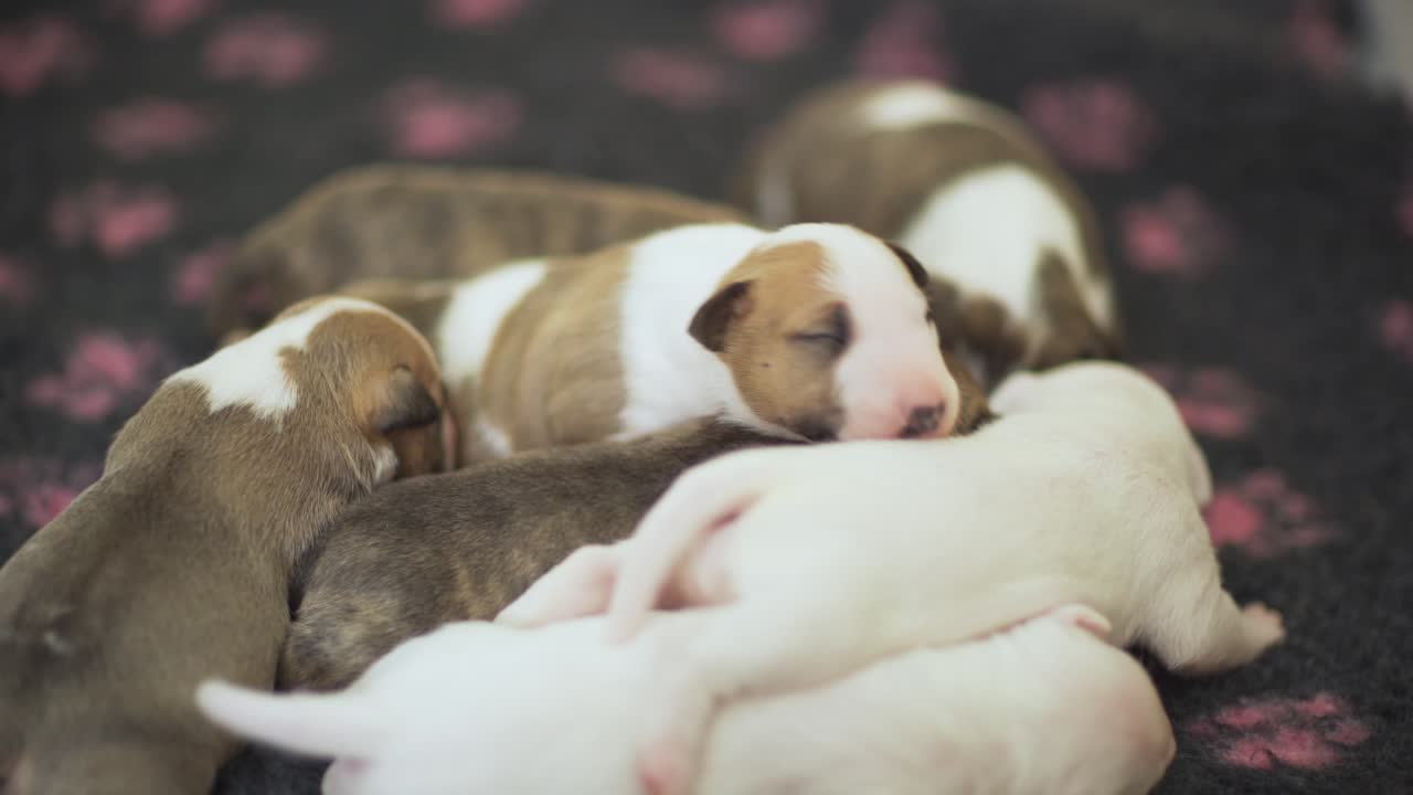 A litter of seven adorable miniature English Bull Terrier puppies
