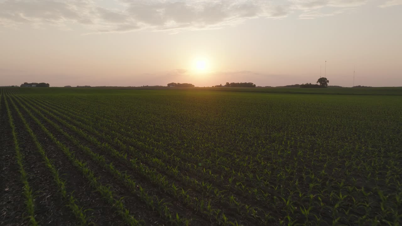 Corn Crops Growing In A Field At Sunset. - aerial shot