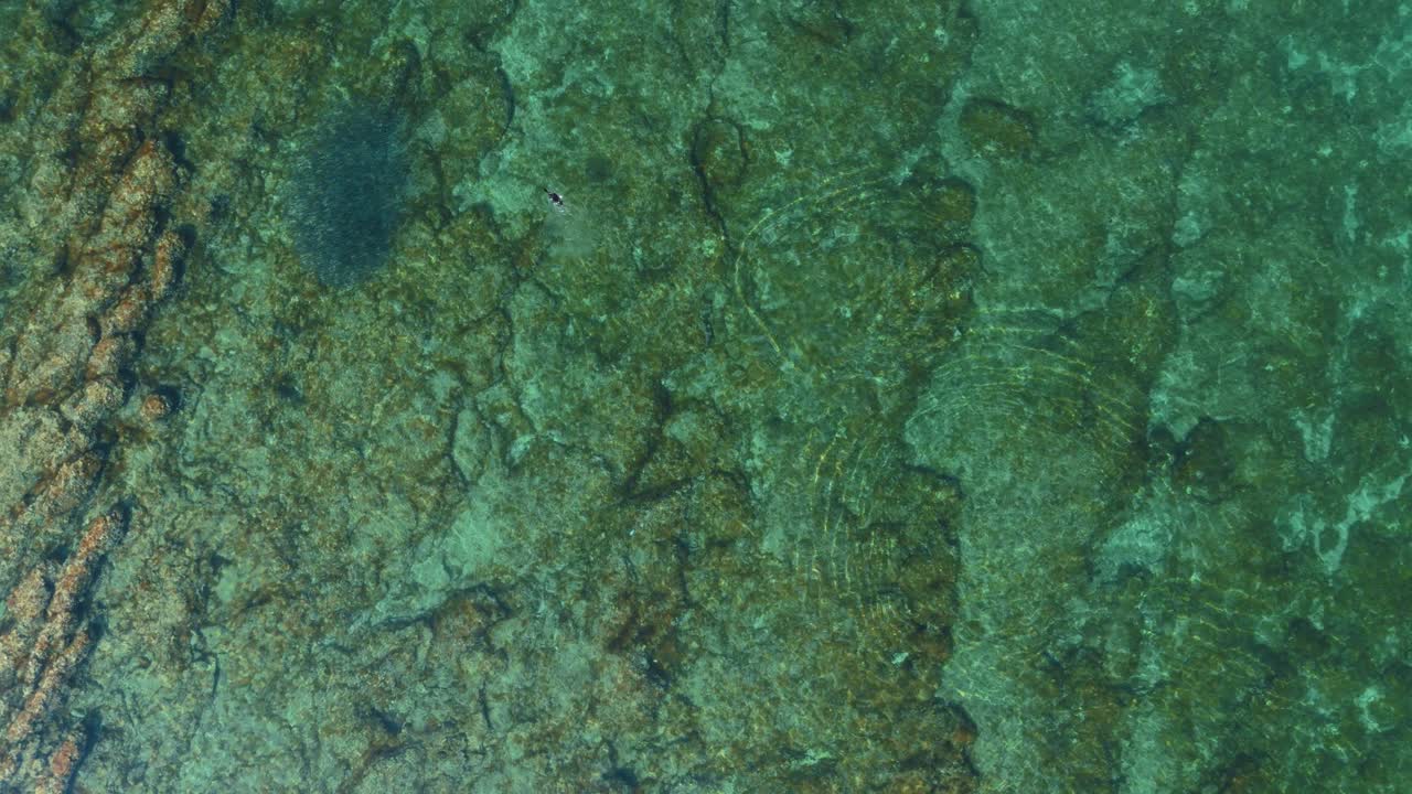 Cormorant seabird chasing swarm of fish near Brijuni National Park, Istria. Aerial drone top down