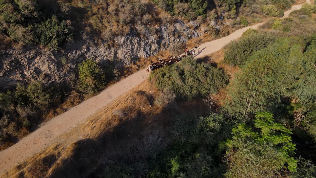 High view of the herd of goats passing by the road