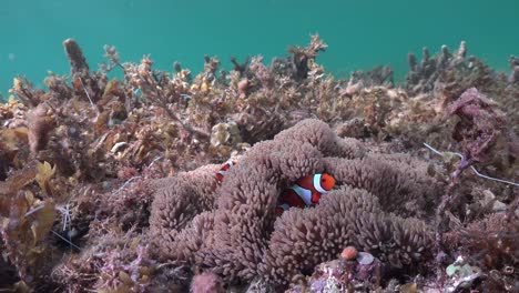 wide angle shot of clownfishes swimming in their anemone surrounded by sea grass