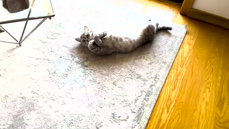 el gato persa yace lujosamente tendido en una suave alfombra, disfrutando de pura felicidad y irradiando un encanto irresistible que cautivará a todos los que contemplan su encantadora presencia.