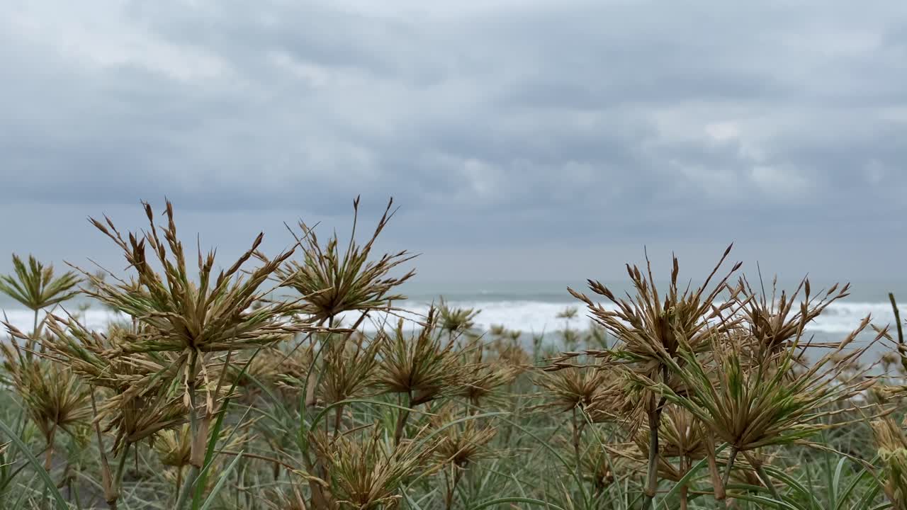 hierba silvestre que crece alrededor de la playa con olas oceánicas en verano en yogyakarta, indonesia