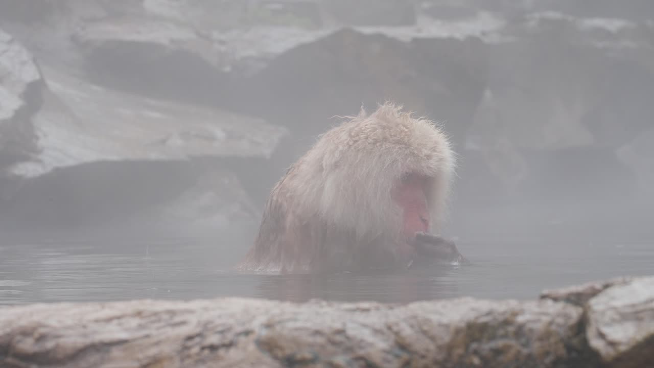 A Japanese macaque relaxes in a steaming hot spring surrounded by mist in the mountains of Nagano, Japan.