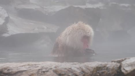 a japanese macaque relaxes in a steaming hot spring surrounded by mist in the mountains of nagano, japan.