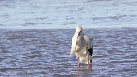 Wild-Maguari-Stork-Standing-on-Wetland-Water,-Closeup-Still-Shot