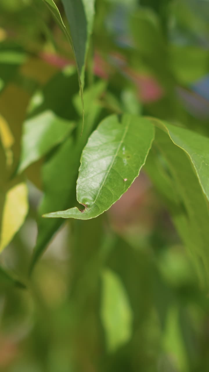 primer plano de hojas verdes balanceándose en el viento con una mujer sentada con las piernas cruzadas en el fondo, paisaje urbano borroso, plantas en macetas, ambiente al aire libre pacífico en un día soleado