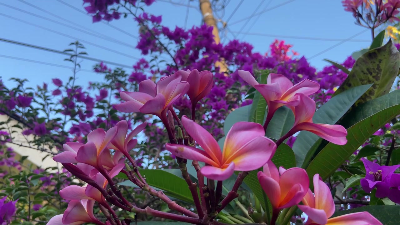 Fiori di Plumeria rosa vivace e Bougainvillea viola che sbocciano contro un cielo blu