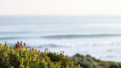 ocean waves and coastal plants in foreground