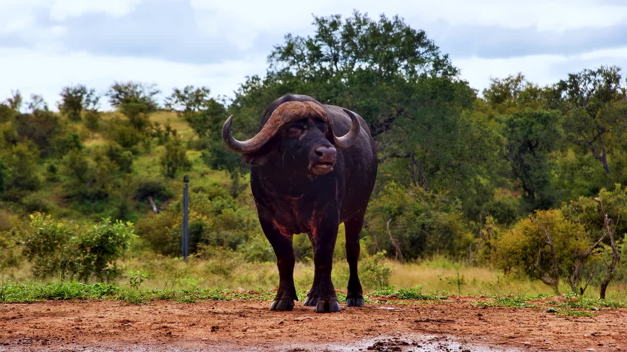 Un'inquadratura ampia mostra un grande bufalo africano in allerta nella lussureggiante savana verde.