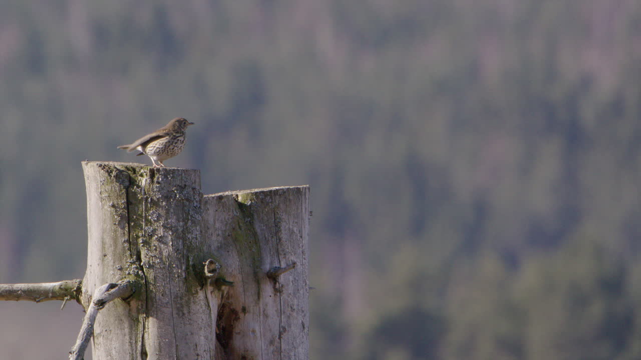 스웨덴의 나무 줄기에서 관찰하는 은둔자 개똥지빠귀 새, 와이드 샷