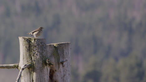 hermit thrush bird observing from a tree trunk in sweden, wide shot