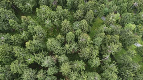 Panorámica-Sobre-Un-Bosque-De-Abetos