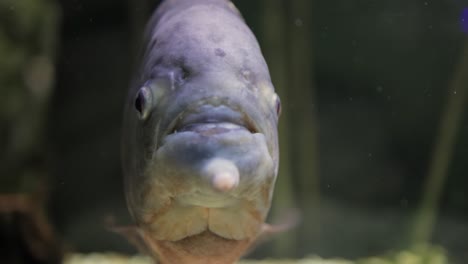piranha - colossoma macropomum en primer plano.
