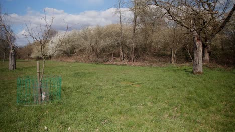 landscape shot of a green field with young trees planted, bright blue sky day