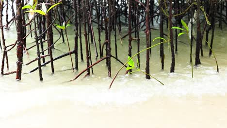 waves gently flow through mangrove roots