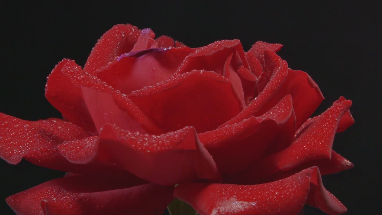 Close-Up Of Wet Red Rose Rotating On Black Background. Loop 60fps Speed-Up x2
