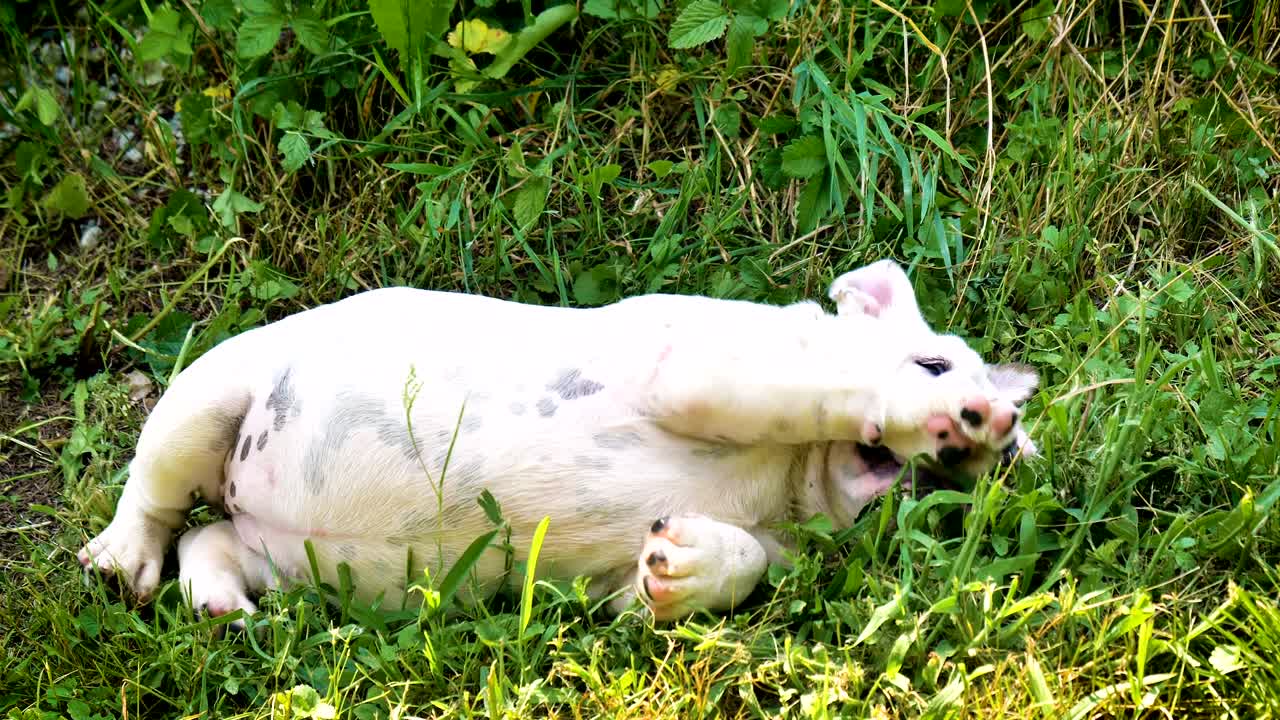 아름다운 색 갈색 영어 불도그, 풀 위에 앉아있는 아름다운 얼굴, 자연 배경, 개념: 패러디스트 개, 좋아하는 동물, 진정한 친구, 개의 혈통, 친구의 개, 작은 양털.