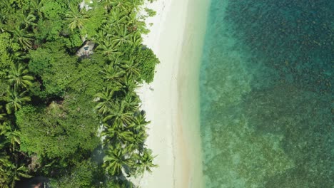 Toma-Aérea-De-Arriba-Hacia-Abajo-De-Una-Costa-Con-Palmeras,-Playa-De-Arena-Y-Agua-Azul