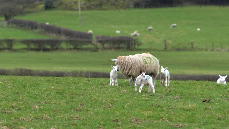 mother sheep and little lambs together on green meadow