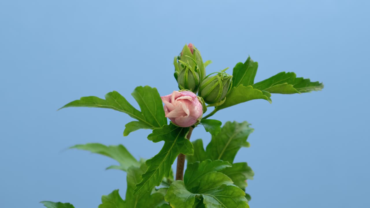 블루 스크린에 피는 히비스쿠스 꽃의 매크로 타임 스