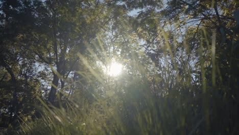 Dschungel-Und-Sonne-In-Argentinien