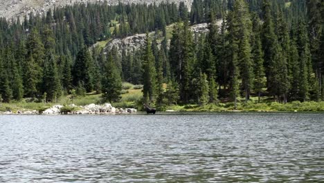 moose standing in lake in colorado