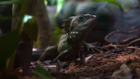 Close-up-shot-of-a-Boyd's-forest-dragon,-lophosaurus-boydii-perched-on-ground,-wildlife-species-native-to-tropical-rainforest-environment-in-region-of-northern-Queensland,-Australia