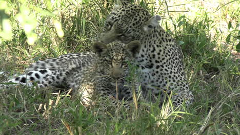 female leopard licking her cub in shade, close up