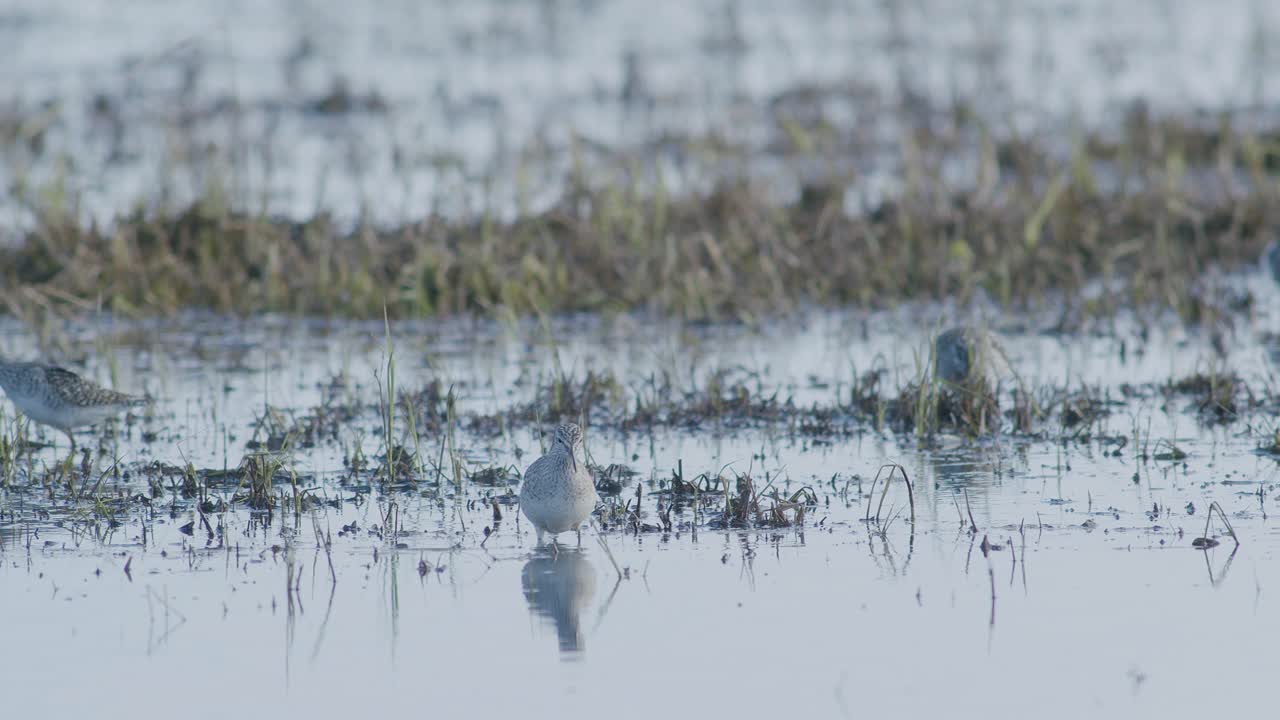 Common greenshank feeding in wetlands flooded meadow during spring migration