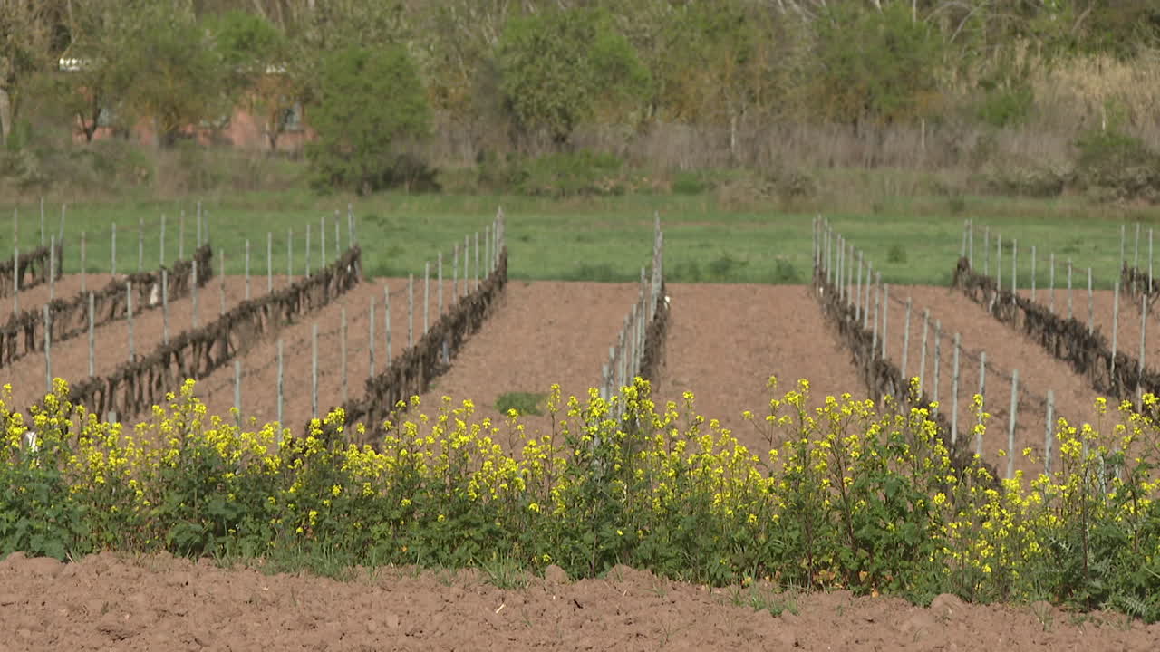 Vineyard Landscape with Yellow Flowers