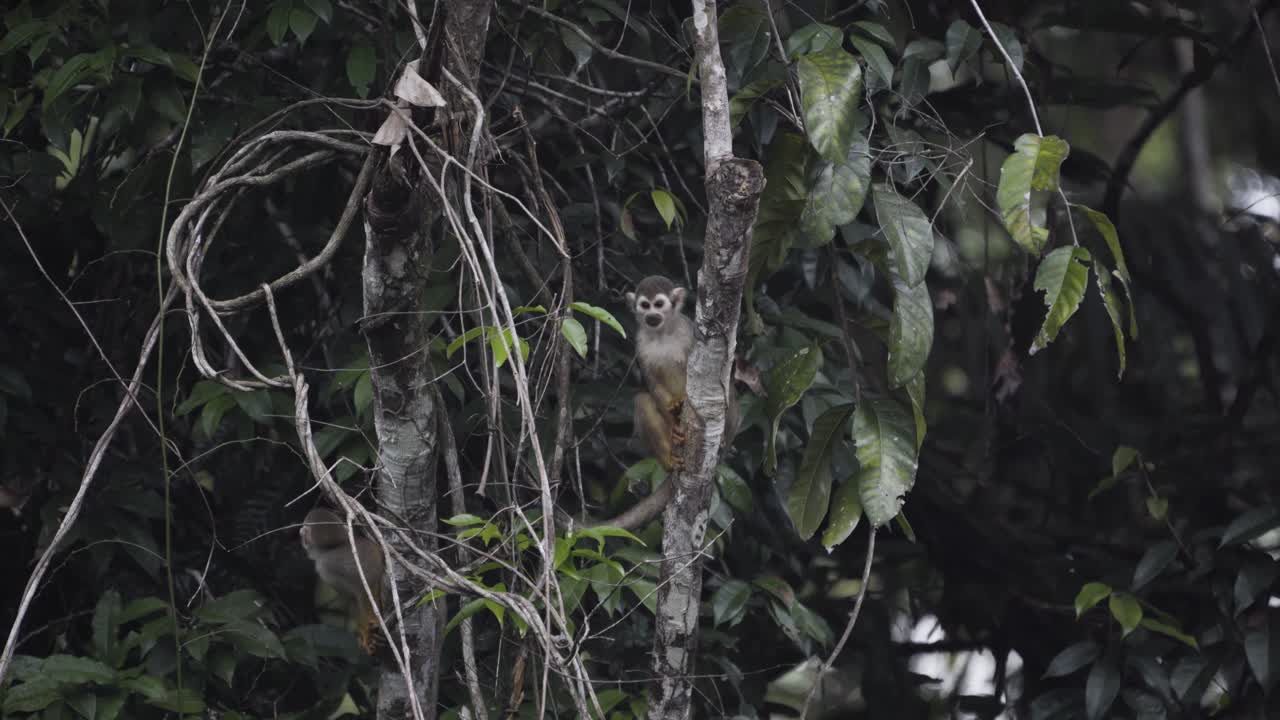 A pair of Squirrel Monkeys moving in the trees