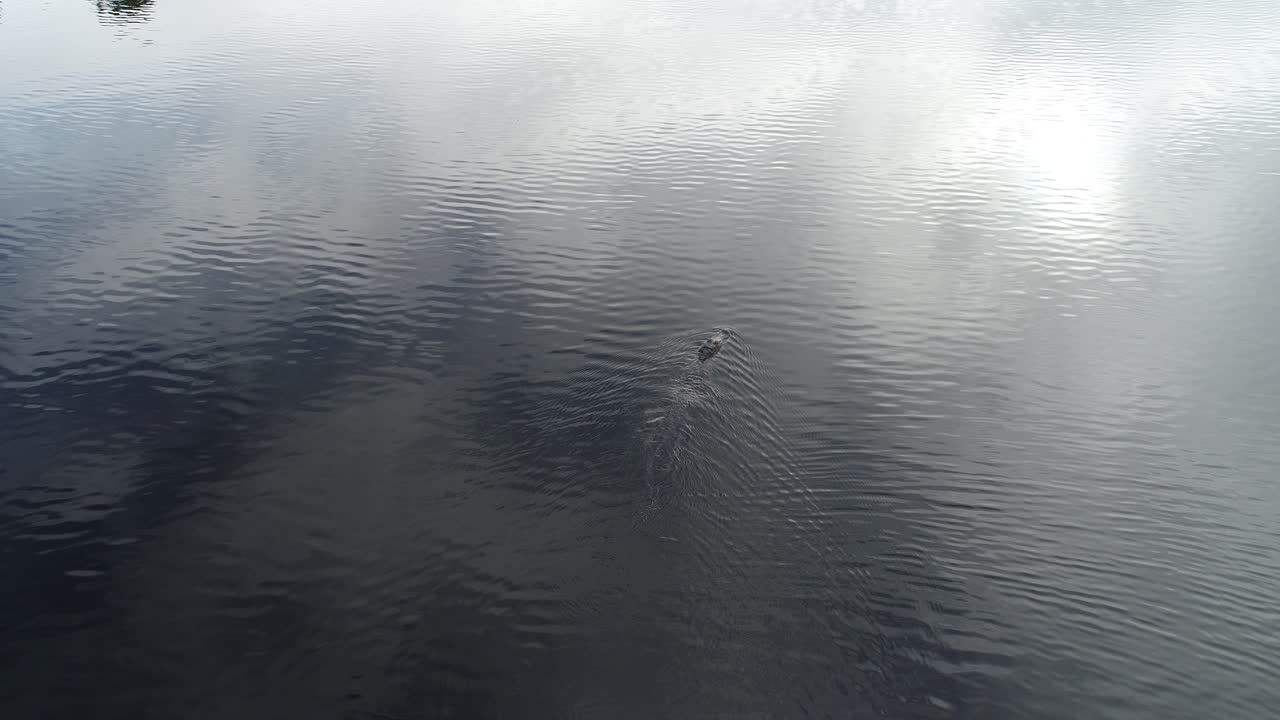 Florida alligator in a lake