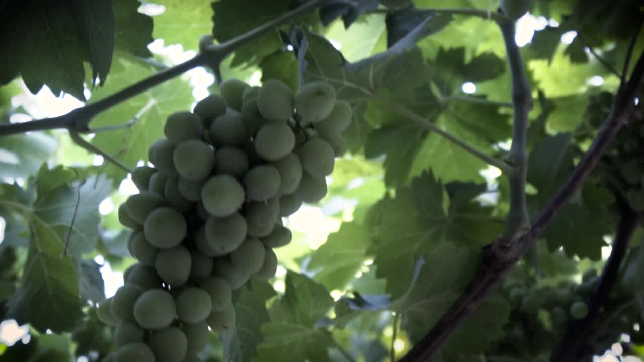 느린 동작으로 촬영, 유기농 포도 나무, 잎 및 미성숙 녹색 포도 칠레