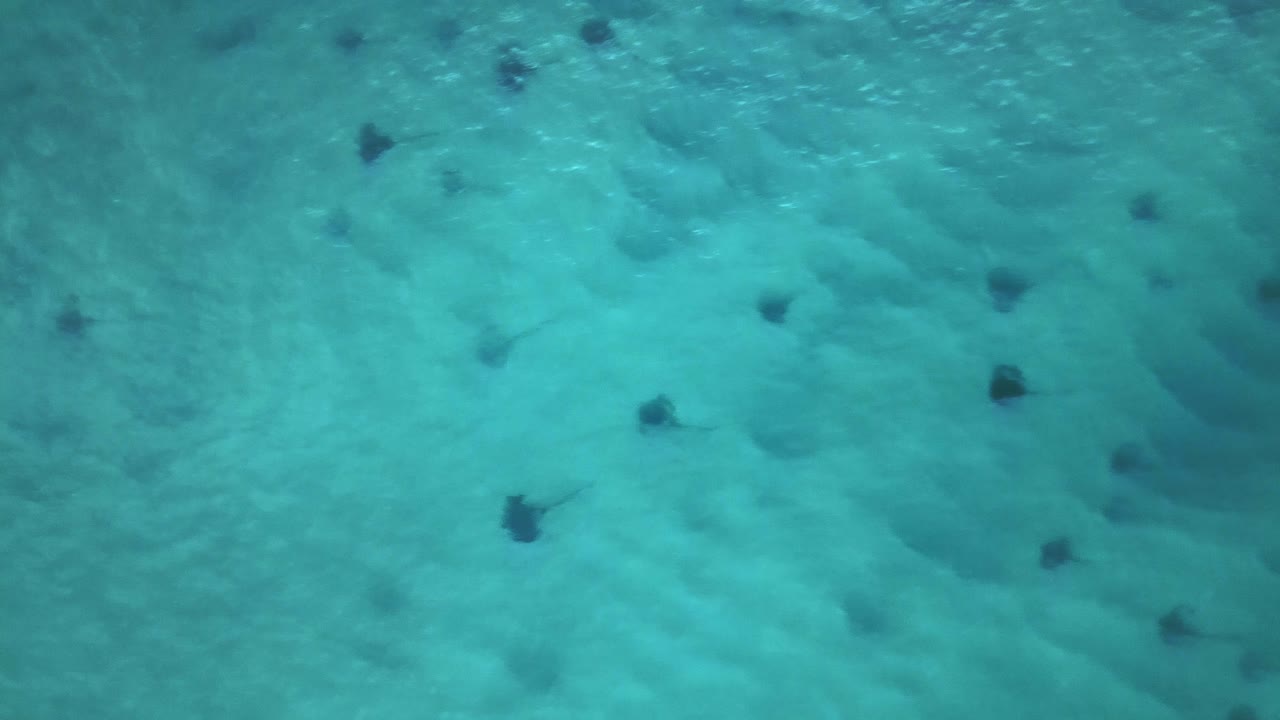 Aerial top view over a group of Stingrays in shallow sea water - birds eye, drone shot