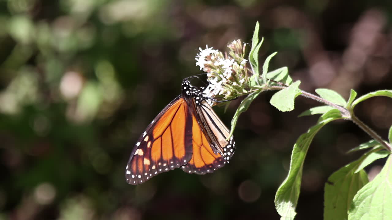 las mariposas monarca en el santuario natural de méxico