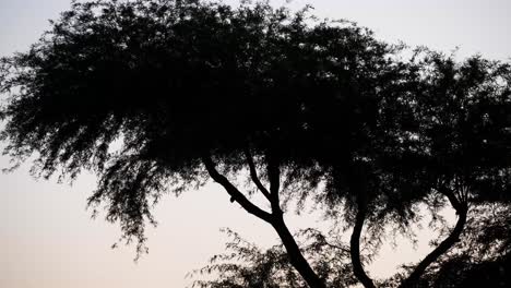 silhouettes of a mesquite tree with a great horned owl hiding in its branches