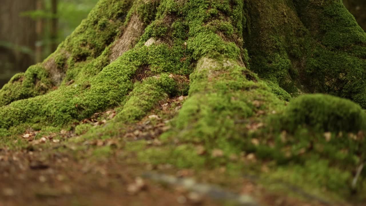primer plano del tronco de un árbol de musgo en el bosque