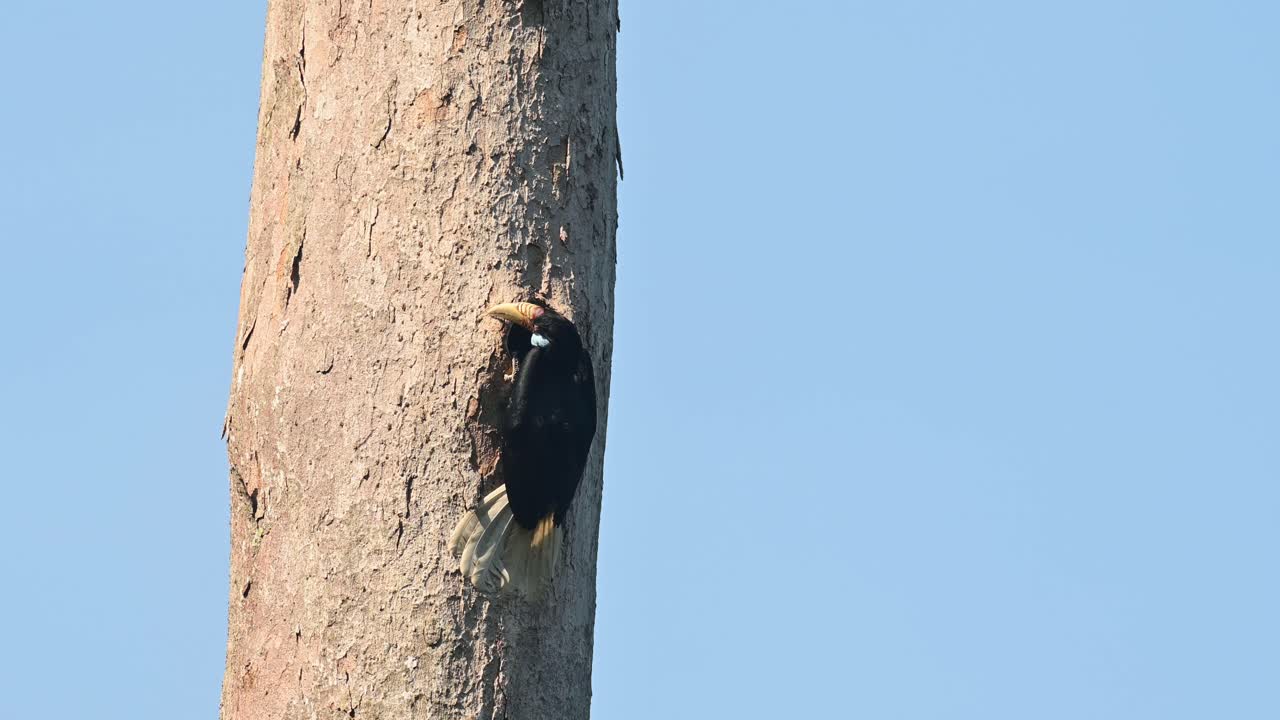 cálao coronado, rhyticeros undulatus, hembra, parque nacional khao yai, tailandia