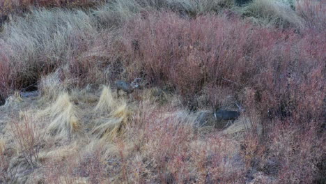 aerial parallax view of group of deer together on wild grassland at pleasant valley