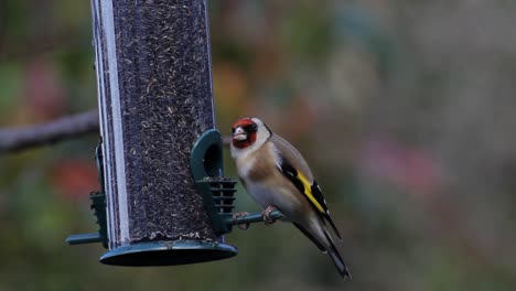 goldfinch,  carduelis carduelis, feeding. uk