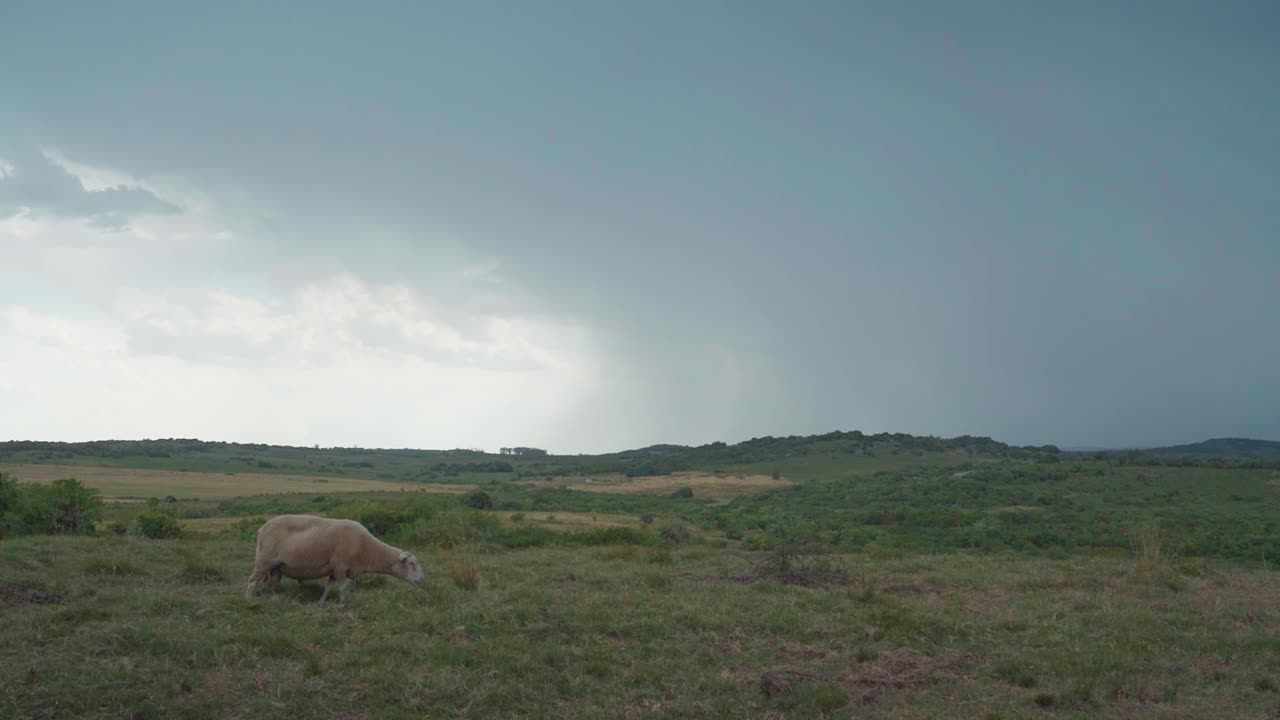 Pecore felici che pascolano liberamente su una collina sotto la pioggia all'aperto nella natura, nel pomeriggio
