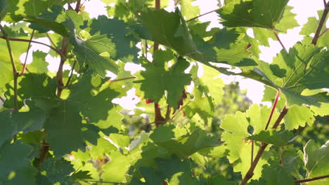 green vineyard agriculture plant at summer