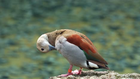 male ringed teal, callonetta leucophrys standing on waterside, preening, grooming, cleaning, removing dirts, debris and parasites, gland oil to waterproof the feathers, close up shot